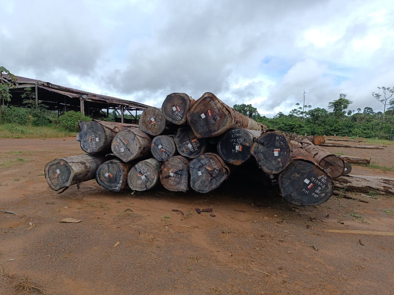 Stacked logs in the open timber yard