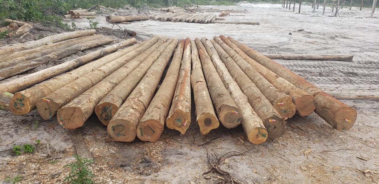 Long timber piles laid out side by side in the yard